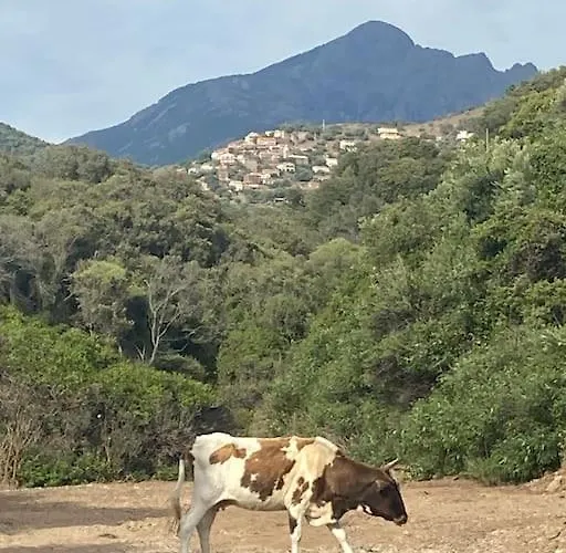 Maison Piscine A 1 Heure D'ajaccio 度假居 *