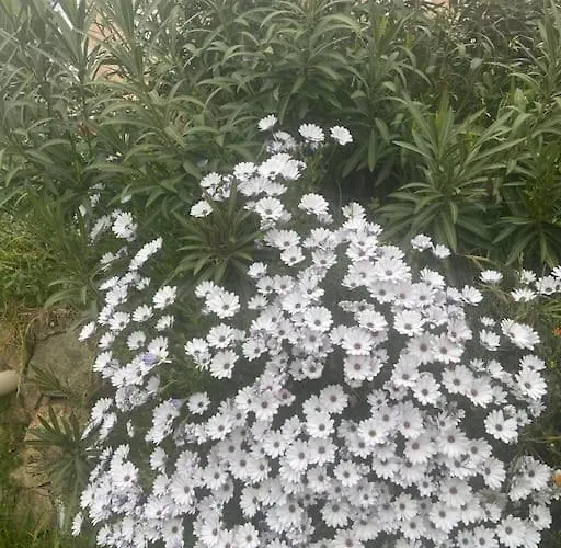 Maison Piscine A 1 Heure D'ajaccio * 卡尔热斯