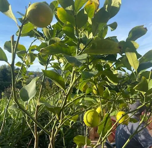 度假居 Maison Piscine A 1 Heure D'ajaccio *