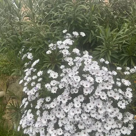 Maison Piscine A 1 Heure D'ajaccio * Cargèse