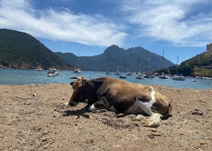 Maison Piscine A 1 Heure D'ajaccio Cargèse